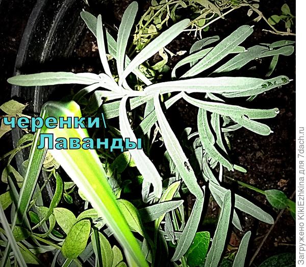 Из последних "даров" - черенки Лаванды, принесли, вручили дочери- а мне сажать - не пересажать! Пока пристроила по старым горшкам...