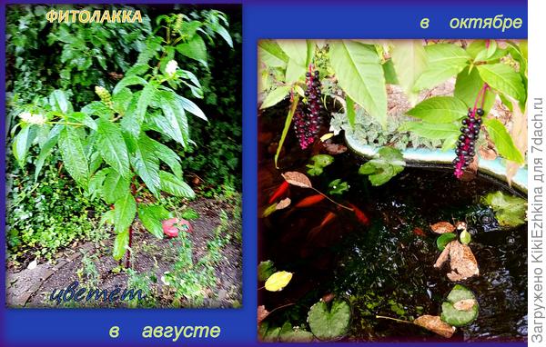 Хочу  похвастаться  своей  Фитолаккой,  которая  всё-таки  у меня  худо-бедно смогла   закрепиться и  на третий год более-менее  себя  показала в цвету и с плодами!