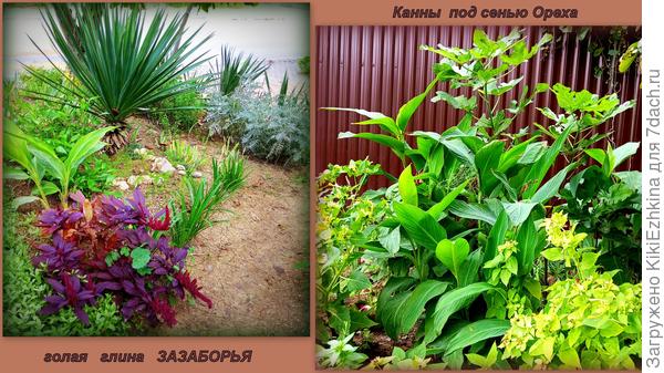 Убирала вот эти  состарившиеся  кусты Мирабилисов,что рядом с Каннами  понарастали-самосевки...