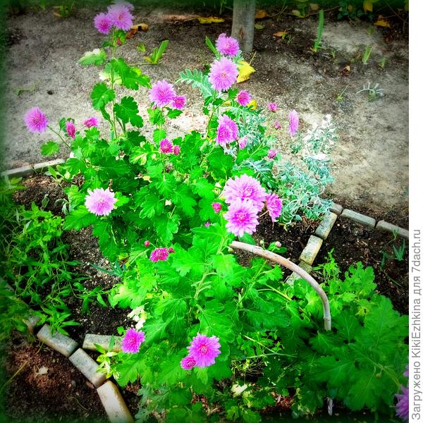 В разных  уголках сада  у меня  цветут некоторые цветы запоздалые...