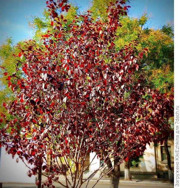 Хочу  показать  столь интересный  Севастопольский  экземпляр  в озеленении города...  Что же это?