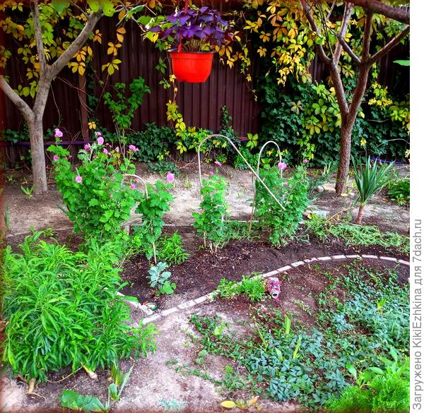 Мой  индийский огурец (большой)  с расцветшими-таки  Хризантемами