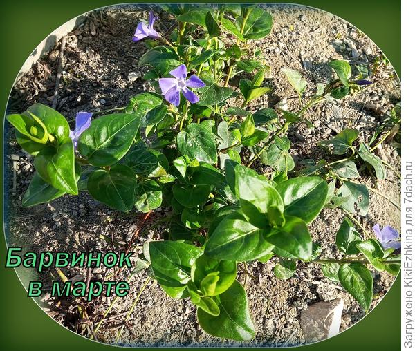 Вот этот расчудесный Барвинок Большой   за  сезон распустил повсюду  свои плети- приходится  подрезать, чтобы  кроме него ещё что-нибудь на рабатках тоже  можно было бы  посадить-посеять...