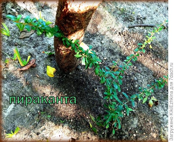 Эту Пираканту выписывала из питомника. Привезли в горшочке... Вроде прижилась, несмотря на летнюю пересадку в ОГ.