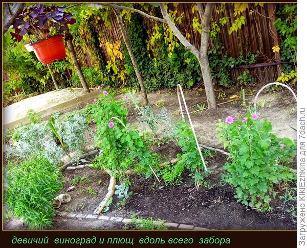 Года за 4 практически приукрашен весь забор Девичьим виноградом...