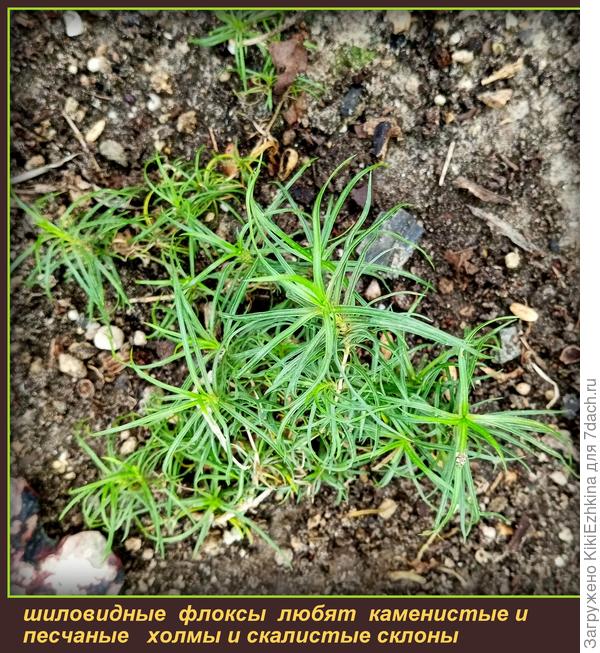 2. Шиловидные  флоксы