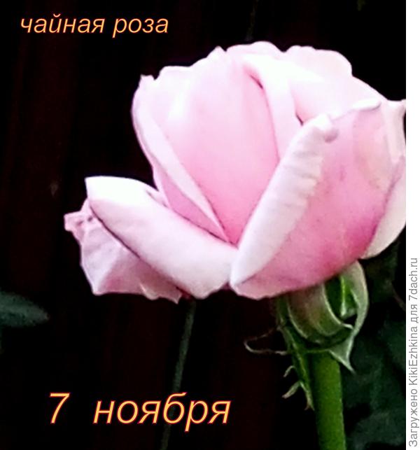 Эти розы  лучше  всего чувствуют  себя именно вот в этот  прохладный  период!