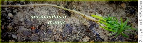 Такой длинный  кончик  кажется  беззащитным. Надо попробовать  прижать его  к земле- и стимулировать корнеобразование   в узлах стебелька.