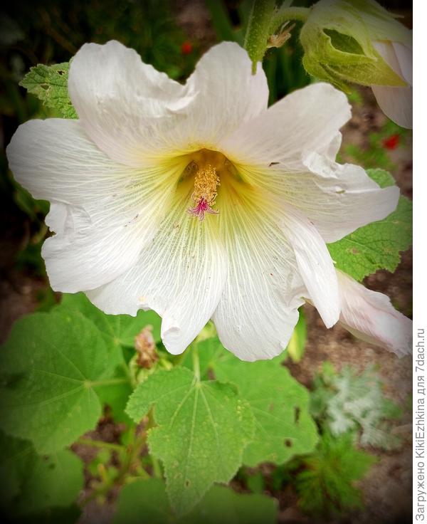 Всю свою жизнь мальвами я называла Шток-розы пока меня на нашем форуме не вразумили :)