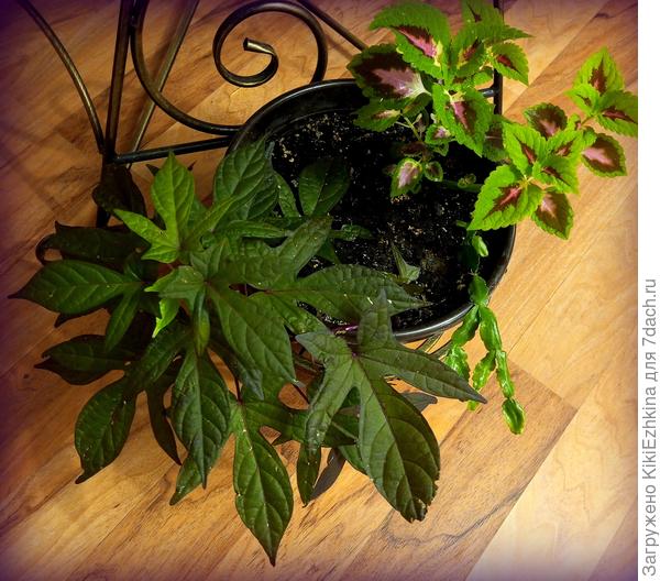 Ипомея Батат