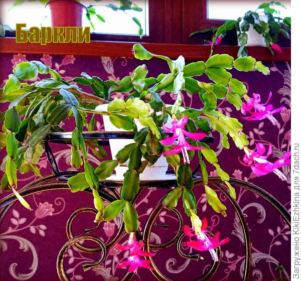 Шлюмбергера  Бакли (Ритт).