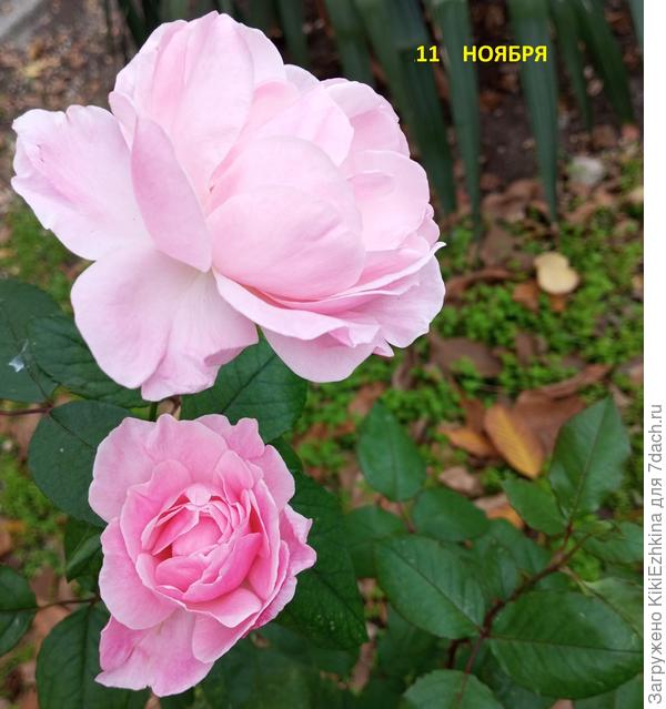 Моя  первая  фотка  из новой ОС Виндовс 11.