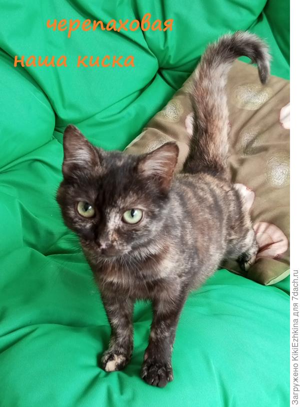 Оказалось у неё  черепаховый  окрас...