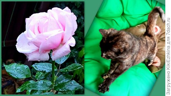 Наш новый котёнок  постепенно осваивается и подрастает...