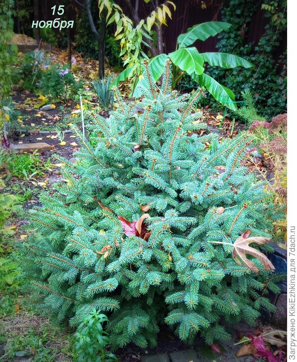 Банан Басио хоть и грустит, но пока держится....
