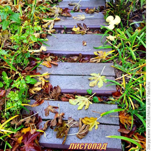 Все деревья начали сбрасывать листву, огромными охапками предстоит выносить листву с инжиров...