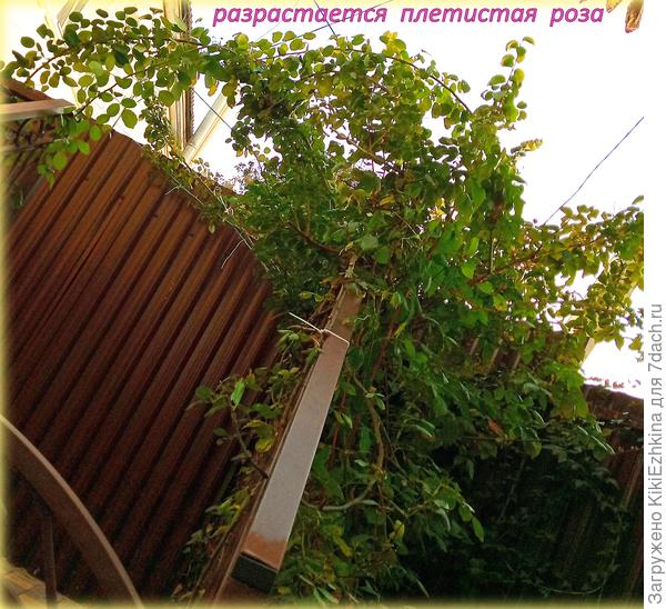 Розу  в течение сезона частично обрезала- ветки вырывались  за пределы забора и мешали проходу... Однако всё-равно   плети загущены и продолжают расти во все стороны...