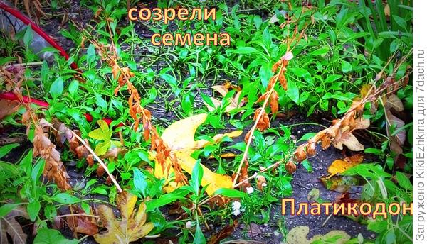 15 ноября сделала фото-зарисовки... Давно пора собирать семена.