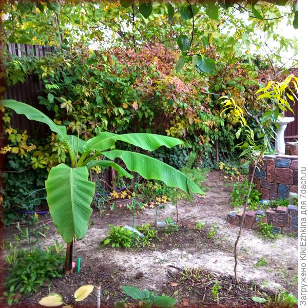 Вот как прибрала я свой  сад  к  концу октября- а сейчас  стоит весь  заваленный  листвой,а   погода пасмурная и  идти собирать листву не хочется- да ещё и ветрено!