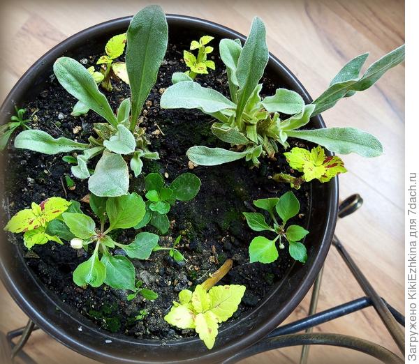 Новый сорт Колеуса &quot;Presidio&quot; : салатово-зелёный с  бордовыми пестринками...