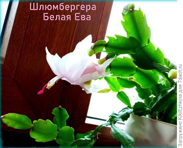 Зацвела Шлюмбергера  к 20 ноября...