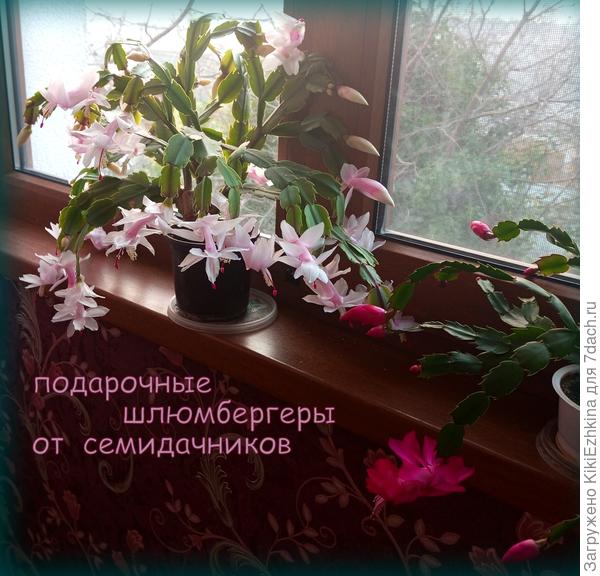 Обычно зацветает раньше всех Белая Ева... А свекольная Шлюмбергера  пошла в рост  и  весьма меня порадовала   как новенький экземпляр  в моей оранжерее...