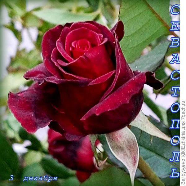 Проходила мимо засыхающего розового куста  и не удержалась,чтобы  его не сфотографировать в городе возле  парикмахерской.Дома рассмотрела цветочек- оказался такой  красавчик! А у  меня во дворе розовая  чайная  роза одна уже отцвела, а куст у ворот  машет через окно тремя новыми бутонами на высоких цветоносах!