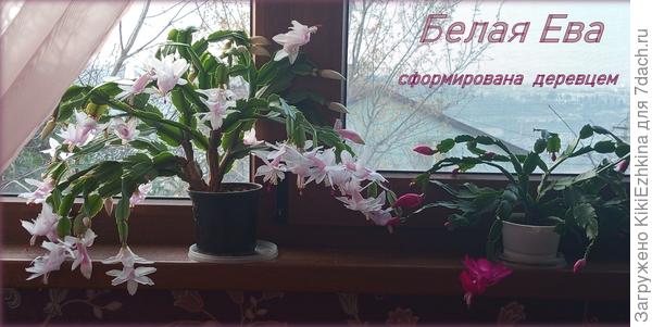 Эта  шлюмбергера  позволяет сформировать ветвями вверх, а вот карминная  у  меня  явно ампельного типа - ветки всегда свисают вниз!