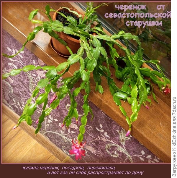 Севастопольский карминный  Бакли набрал цвет