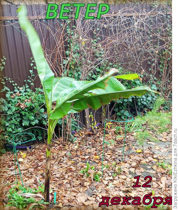 Сколько раз  по осени  выходила на расчистку сада- снова всё листвой  усеяно!