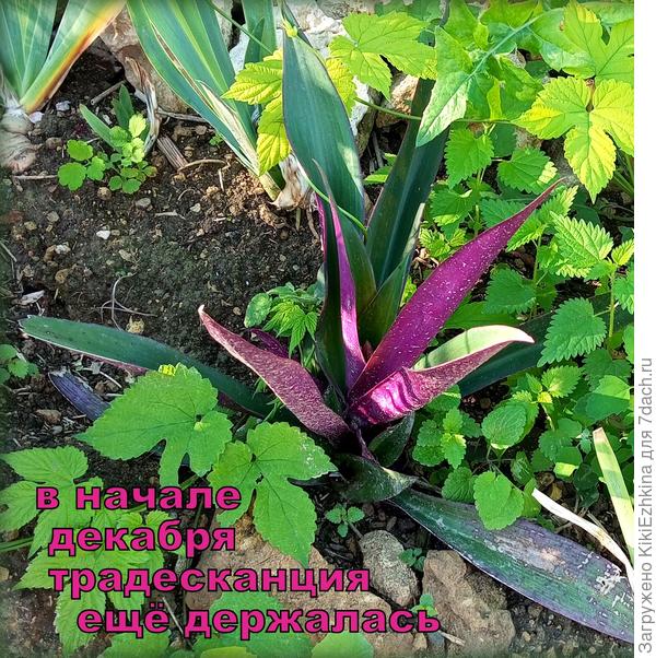 Прощай  красавица! Пора сеять новые семена для весенней  высадки в ОГ!