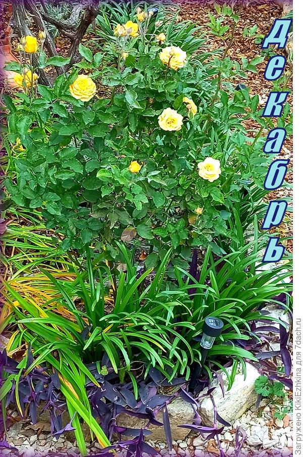 В декабре часто на улицах Севастополя встречаются цветущие кусты роз...