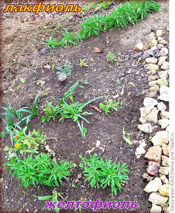 По моим прикидкам тут на пятачке (при правильных условиях роста)  должно остаться  к моменту цветения не менее 30 корешков...  Заранее представляю это яркое цветовое пятно: должно быть красиво!