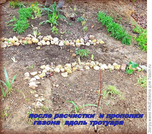 Надеюсь,что  ростки хорошо укоренятся после пересадки за влажный зимний сезон.  Прошлым летом у меня их частично выкапывали, посмотрю усидят ли эти цветочки в новом сезоне...