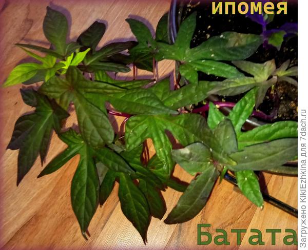 эта Ипомея Батата  тоже новенькая в  моей  оранжерейки, пока ещё разрастается, жду, когда же она у меня захочет цвести...
