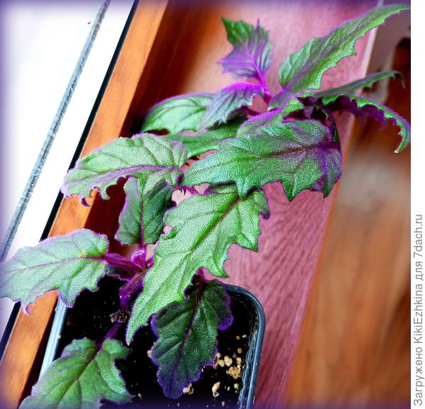 Мой новичок ГИНУРА. Обещали мне быстрый рост, но растёт не слишком  быстро.