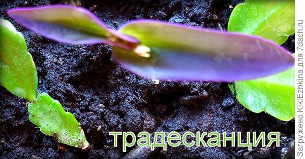 Развожу новый вид клумбовой  Традесканции из оторванного черенка...  Надеюсь  постепенно разведу себе на  краешек бордюра...