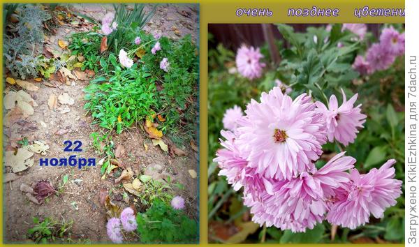 Очень поздно в прошлом сезоне  цвели эти корейские  Хризантемы, и только в январе я их всё-таки  срезала уже в  увядающем виде...
