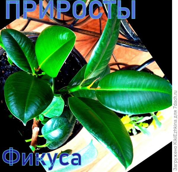 Тут  заметно  как  от нижней части ствола уже отросли два весьма заметных  побега. Есть,вроде бы, ещё один маленький росточек, но он себя ещё пока что не так явно проявил... А  первая прямая ветка теперь растёт отклонённая в сторону, но после снятого загиба скорее всего он всё-таки начнёт тянуться  вверх... Итого, вероятнее всего из одного ствола в итоге я ожидаю четыре отдельных стволовых  ветви...