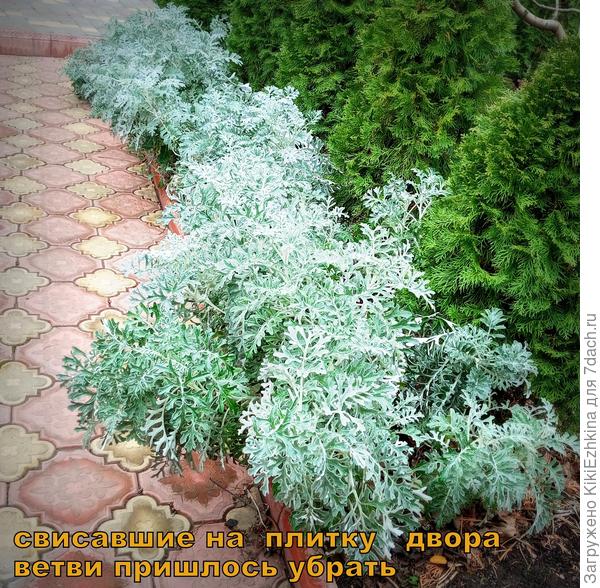 Ветви Цинерарии буквально стелились по двору!