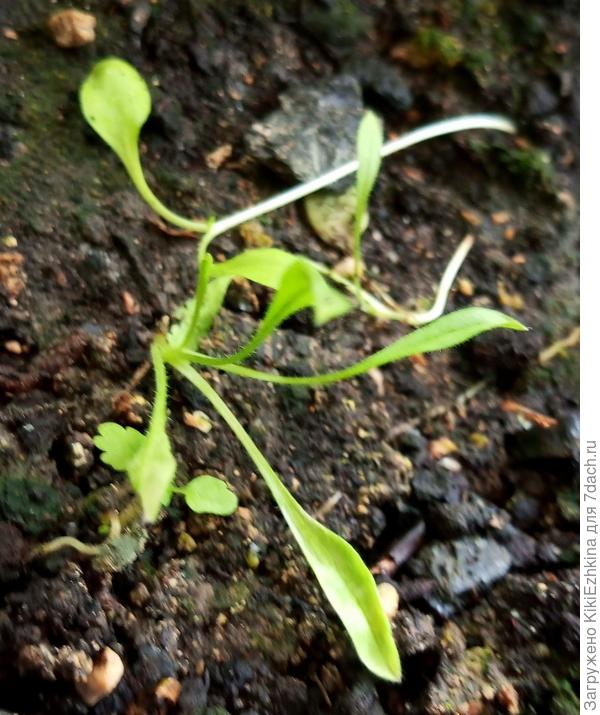 Пока ростки живут, нокаков  у них потенциал? Всходили без парникового эффекта. Меня  смущает их  наклонное  состояние - не хотят ли они сказать,что в таком положении они выжить не собираются?