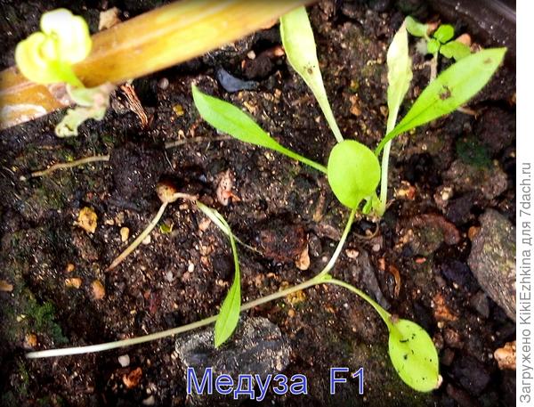 Что сделать,чтобы поддержать эти ростки и дать им окрепнуть -живут пока в моей комнатной оранжерее...