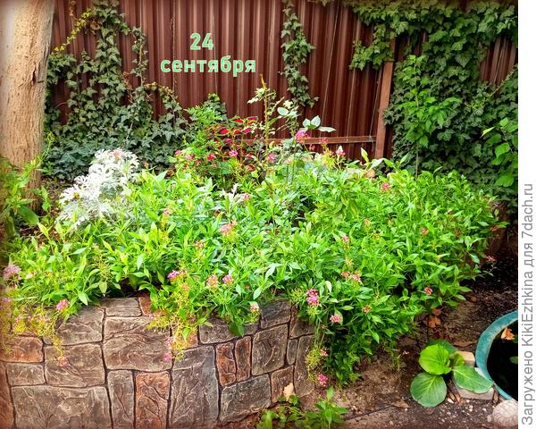 К концу сезона цветение уже остаточное, но всё-равно смотрится весело...