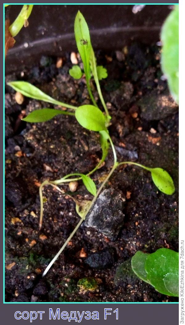 Теперь среди этой  мелюзги я даже рассмотреть не могу- сколько там ростков:  точно вижу два стебелька.  А вот сколько листочков и как их   определять-какие они?