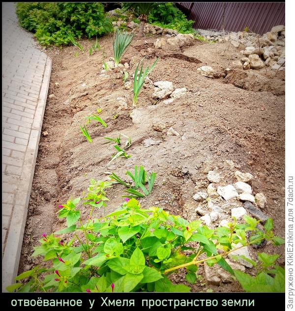 Здесь были непролазные кушары  из переплетённых лиан дикого шиповника,  дикой ежевики и  хмеля!