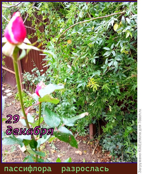 Моя чайная  розовая роза к Новому году...