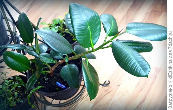 Фикус  сформированный в 3 ствола... Должен вырасти пышным...