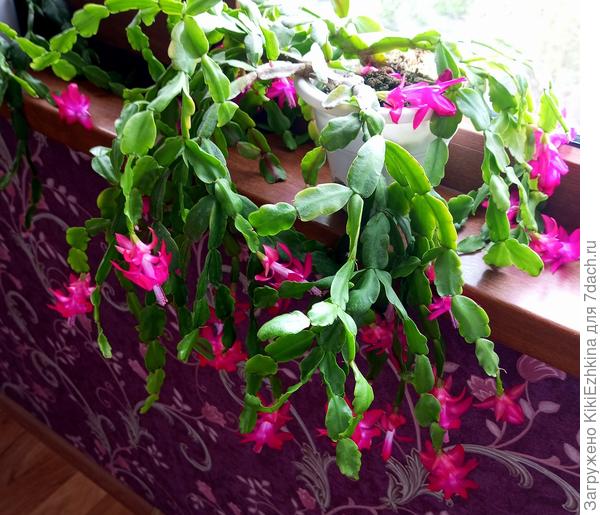 Хотелось  Плед подобрать под цвет обоев...