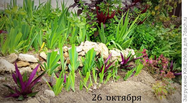 Давно пора мне снова  посеять семена Традискандии Рео,чтобы в следующем сезоне их можно было бы  использовать как бордюрные однолетники