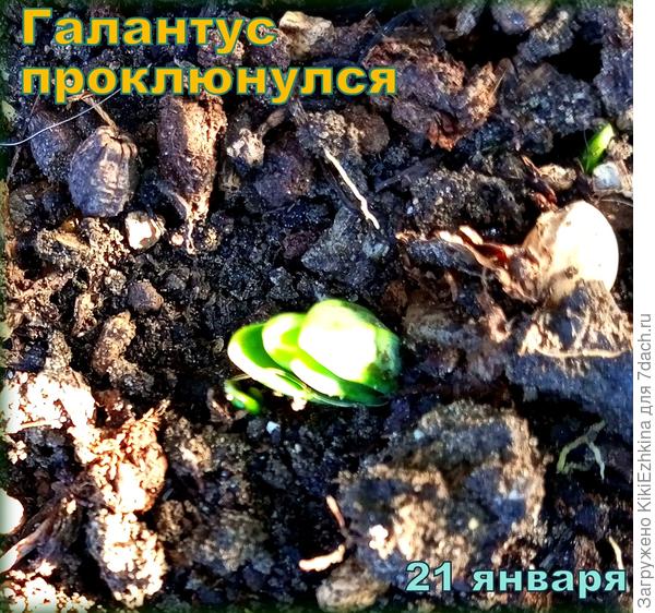 Галантусов  у меня в саду три штучки было высажено...